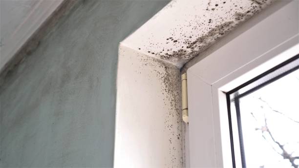 Best Black Mold Removal  in Farmersburg, IN