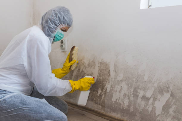 Best Attic Mold Removal  in Farmersburg, IN
