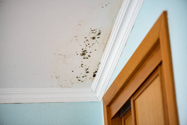 Best Crawl Space Mold Removal  in Farmersburg, IN