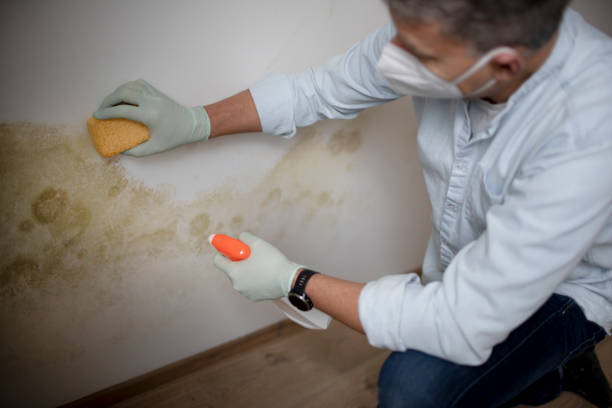 Best Home Mold Removal  in Farmersburg, IN