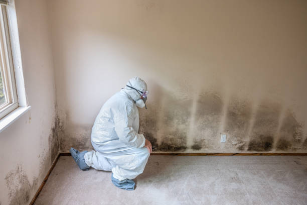 Mold Removal Process in Farmersburg, IN